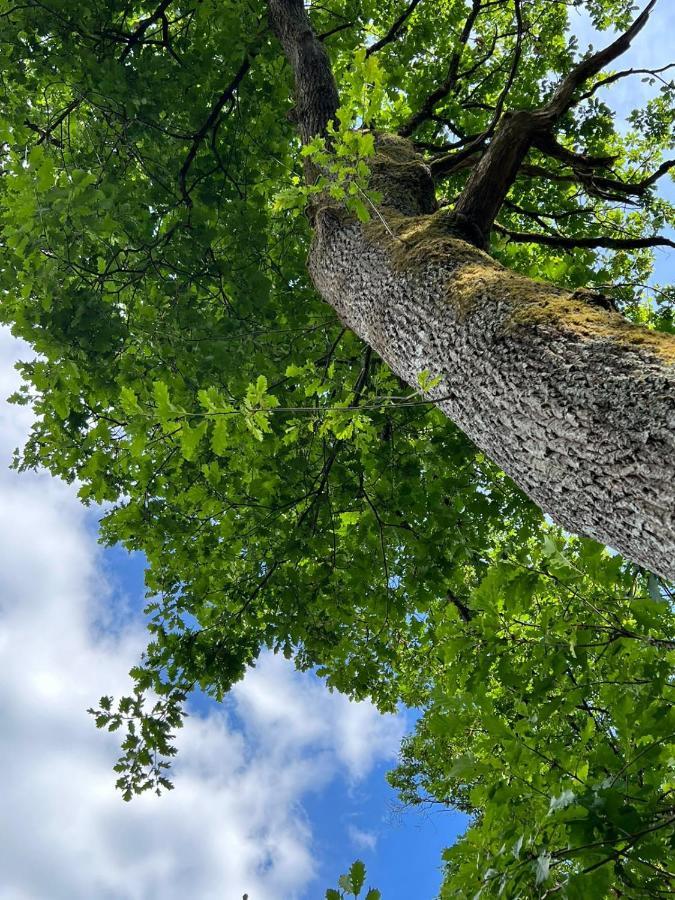 Charmante Cabane Dans Les Arbres Avec Jacuzzi Et Sauna Boismorand Exterior foto